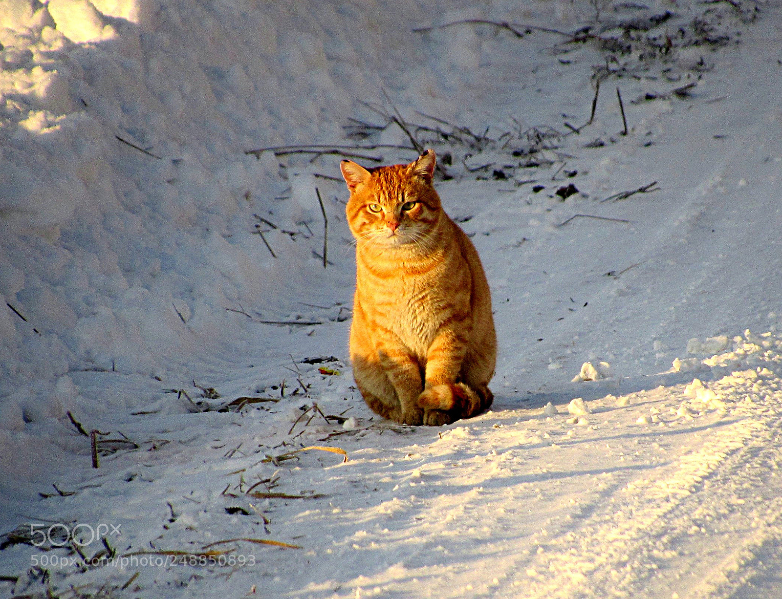 Canon PowerShot SX520 HS sample photo. встречаем хозяйку photography