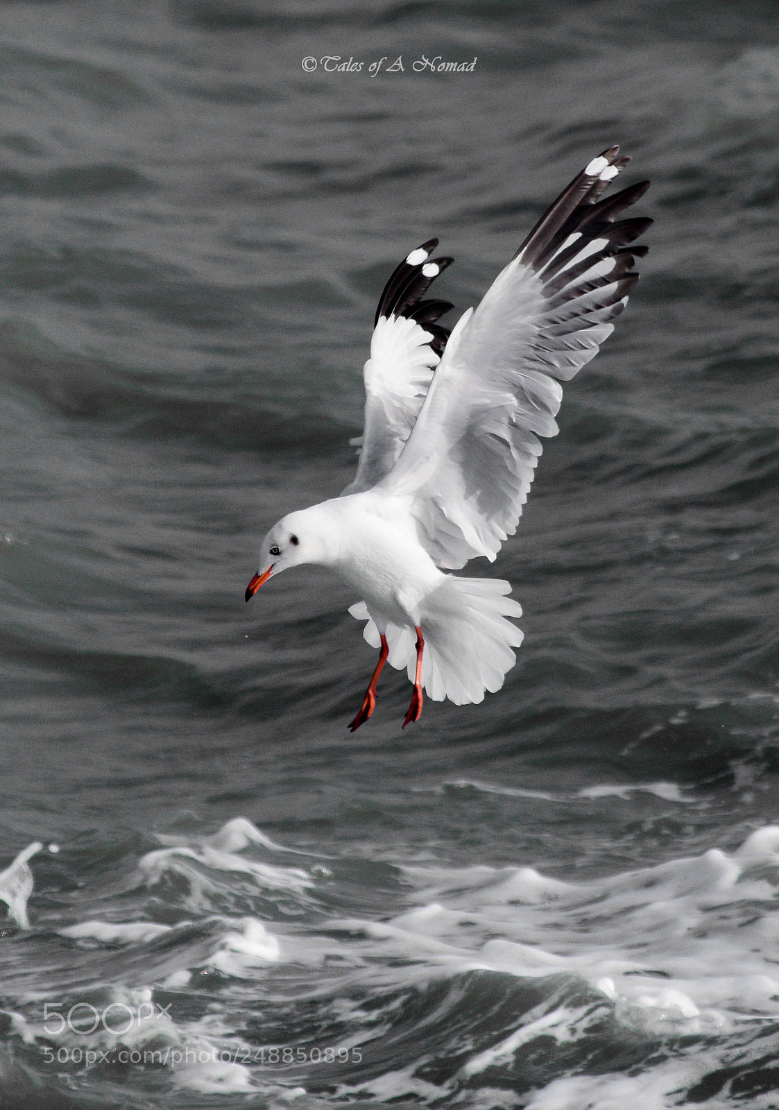 Nikon D5300 sample photo. Wings on surface photography