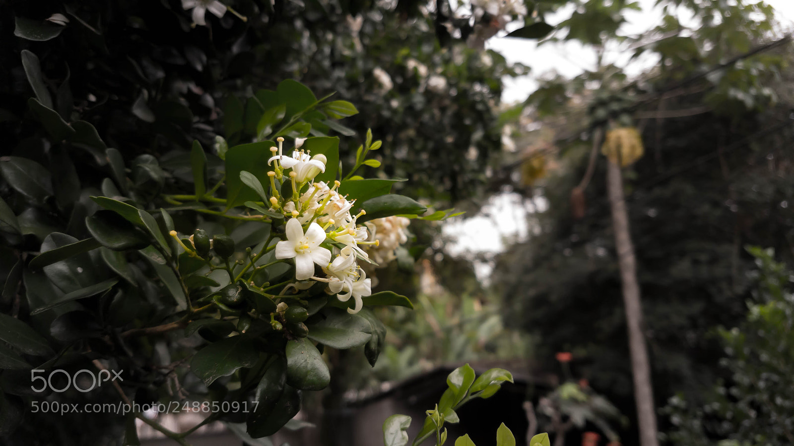 Samsung Galaxy S7 sample photo. Small details photography