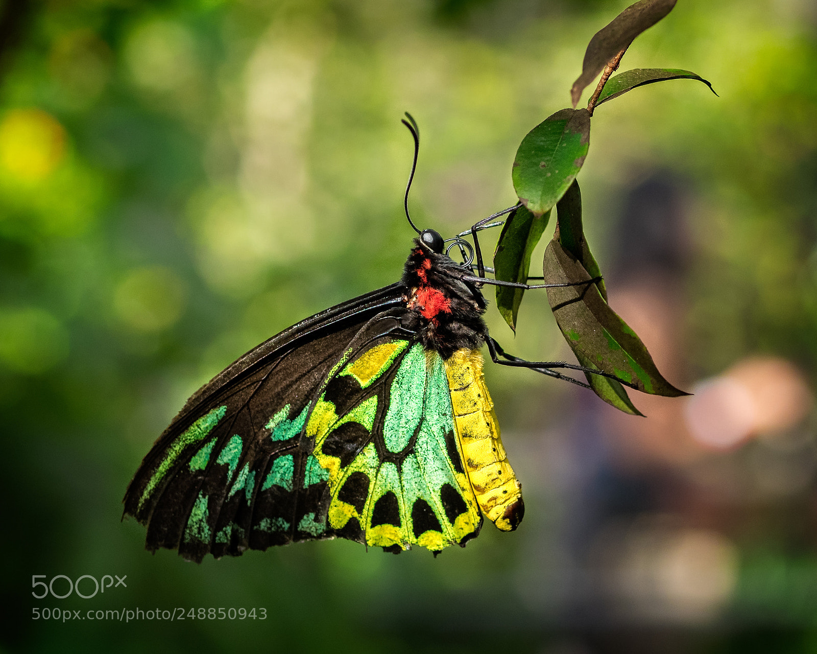 Olympus OM-D E-M1 sample photo. Cairns birdwing (ornithoptera euphorion) photography