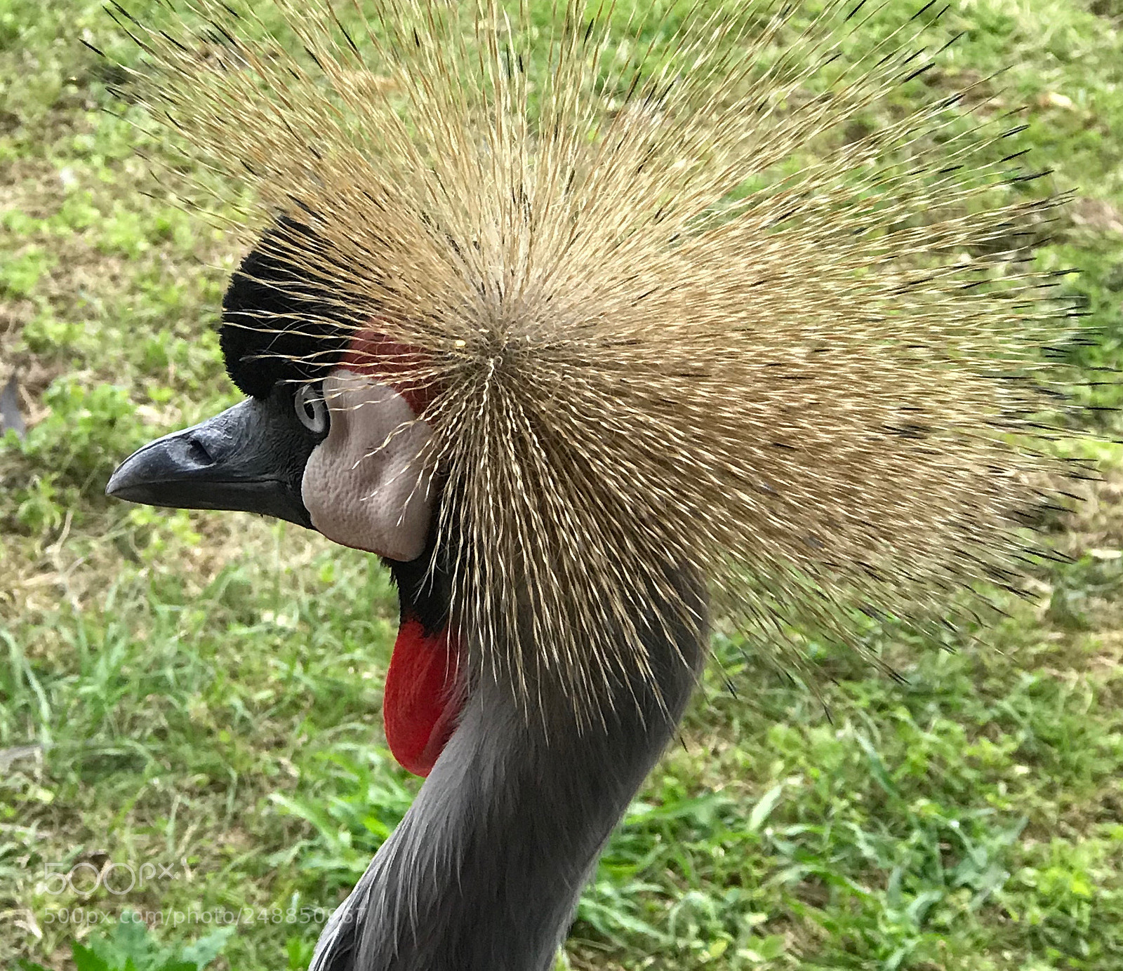 Apple iPhone 7 Plus sample photo. South african crown crane photography