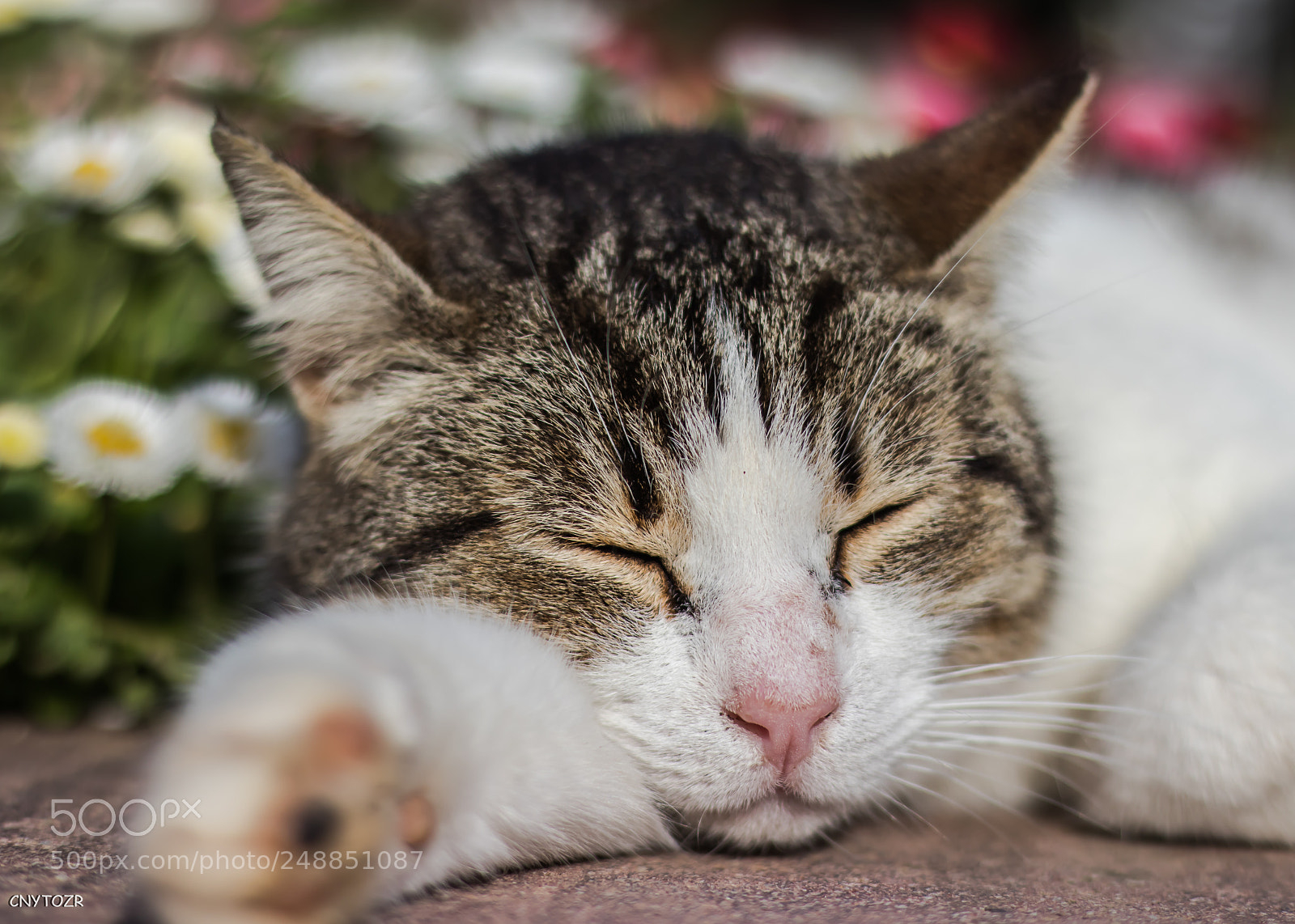 Canon EOS 800D (EOS Rebel T7i / EOS Kiss X9i) sample photo. Cat photography