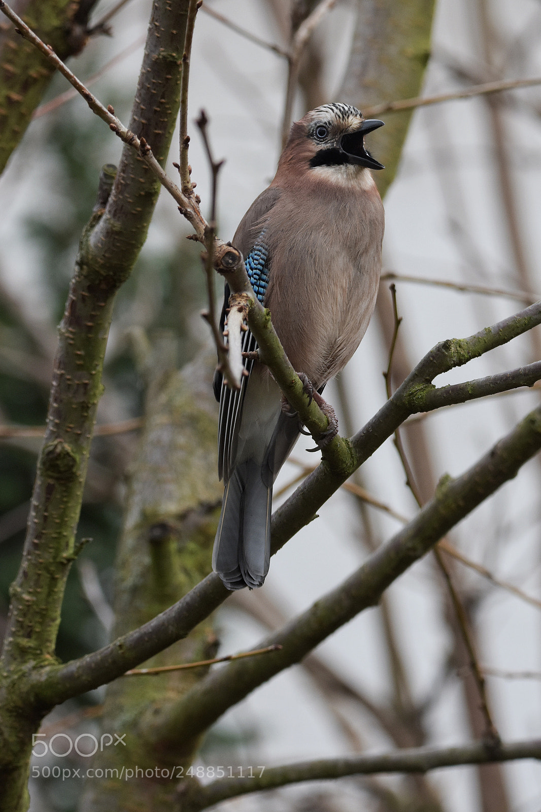 Nikon D7200 sample photo. 'chanting eurasian jay garrulus photography