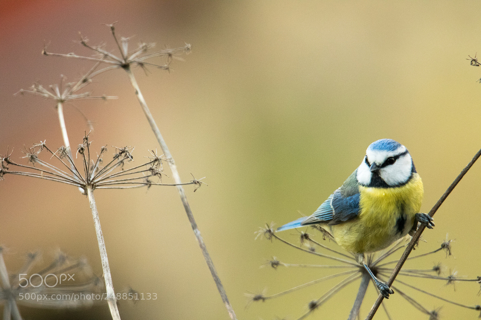 Canon EOS 7D Mark II sample photo. M sange bleue cyanistes photography