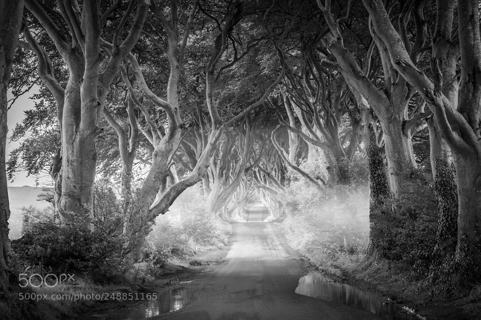 Nikon D7200 sample photo. Dark hedges photography