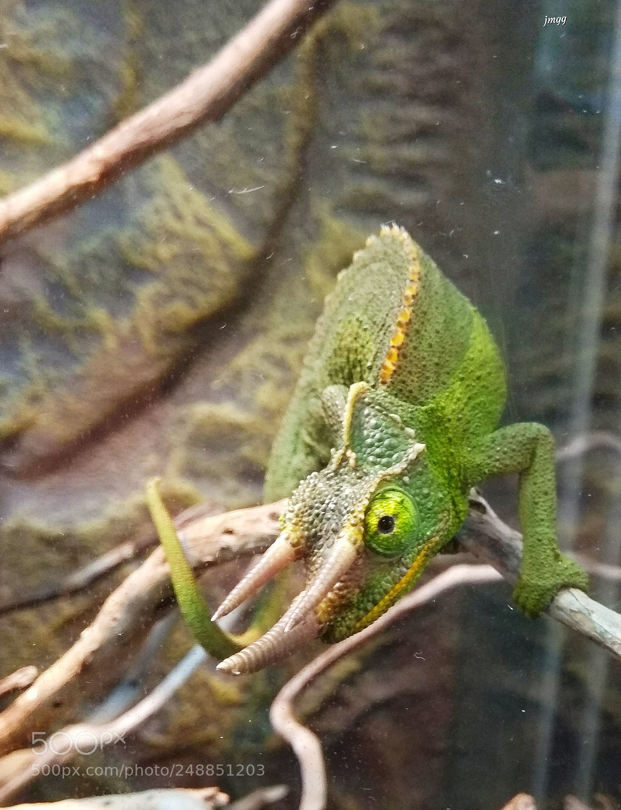 Xiaomi Redmi Note 4 sample photo. Triocero de jackson photography