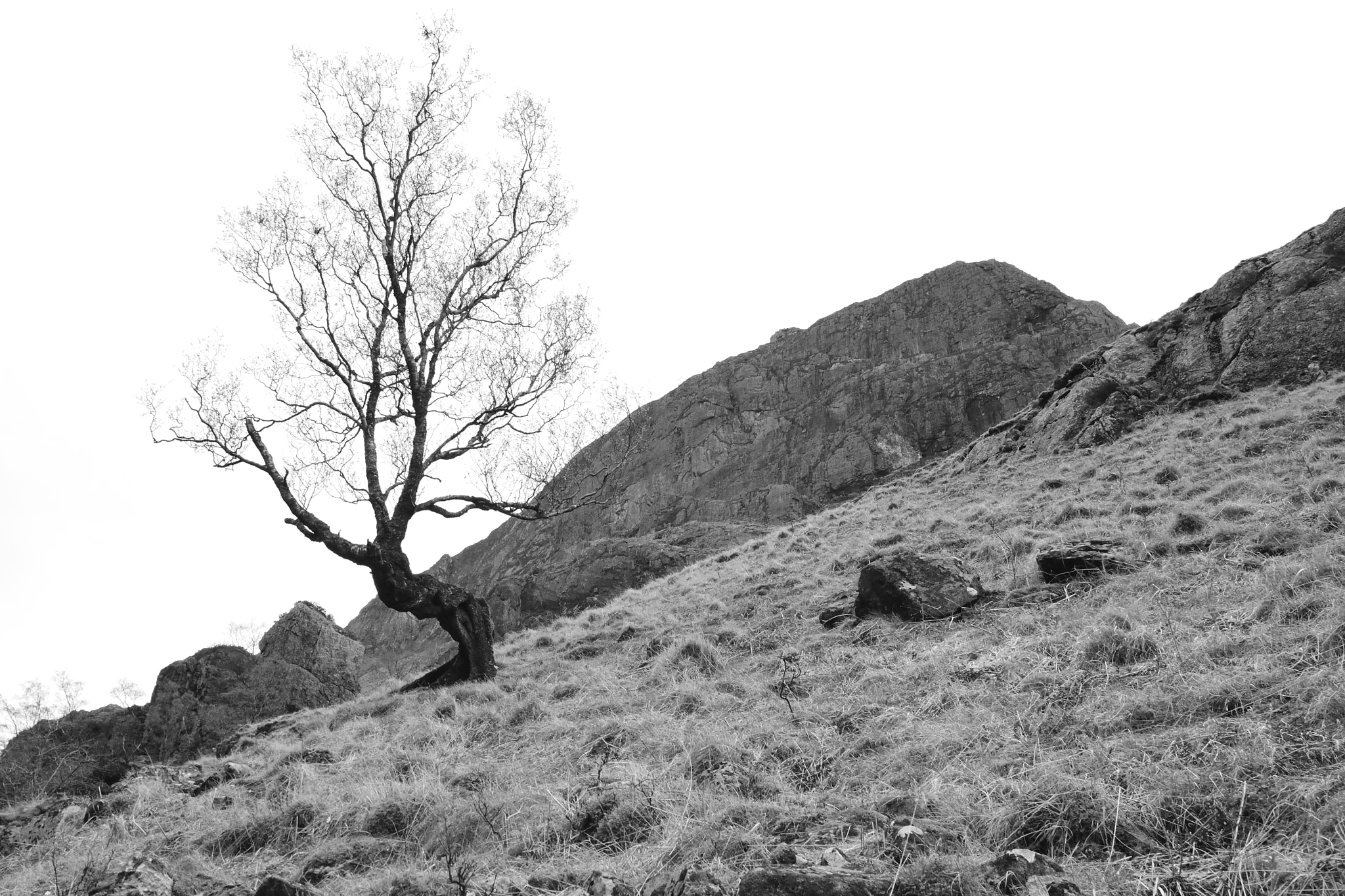 Sigma 10-20mm F3.5 EX DC HSM sample photo. Lonely tree on the hill photography