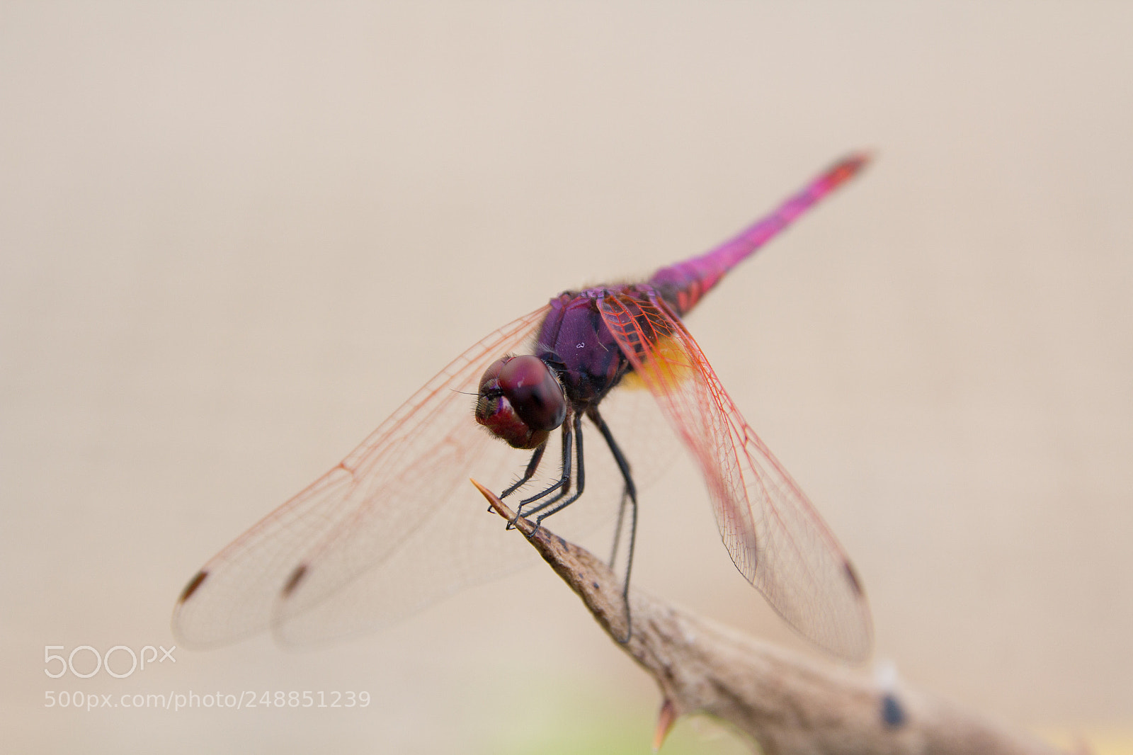 Canon EOS 60D sample photo. Dragonfly photography