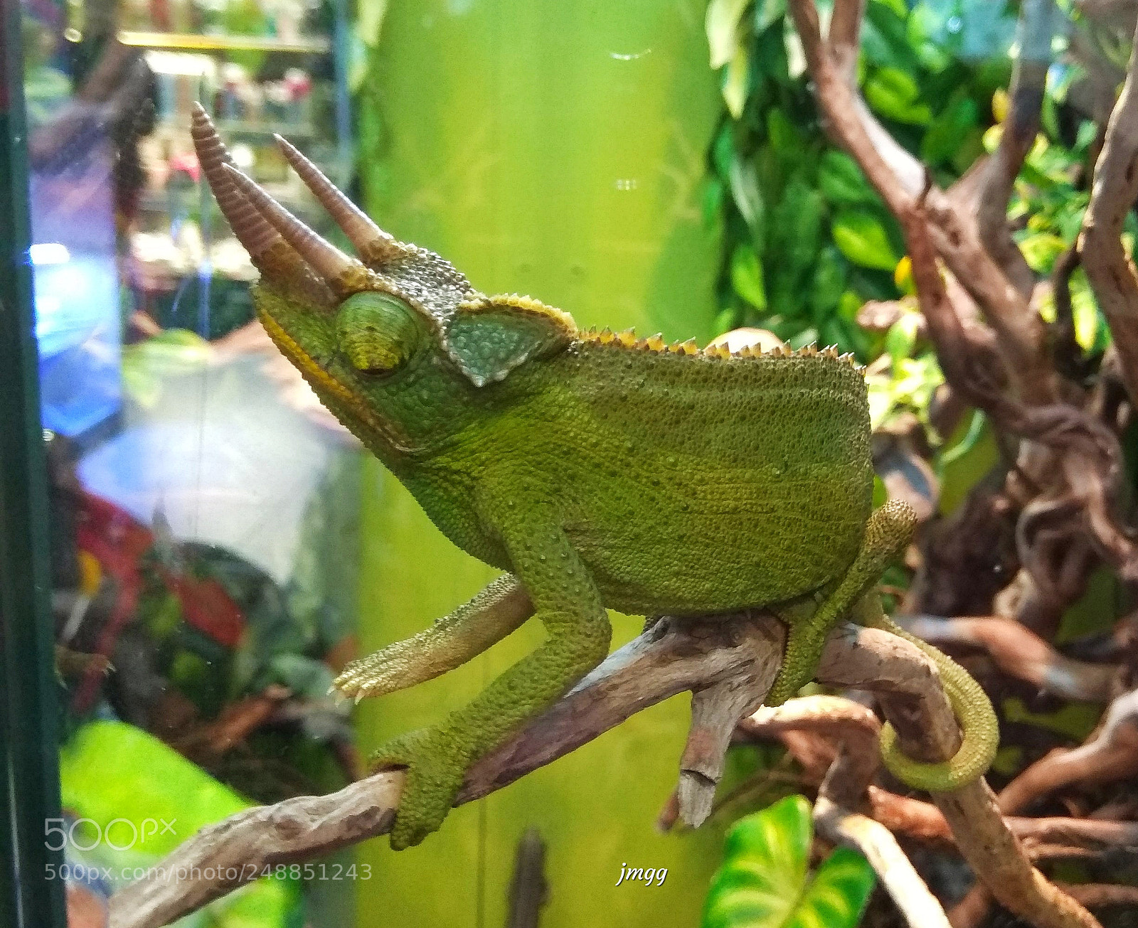 Xiaomi Redmi Note 4 sample photo. Triocero de jackson photography