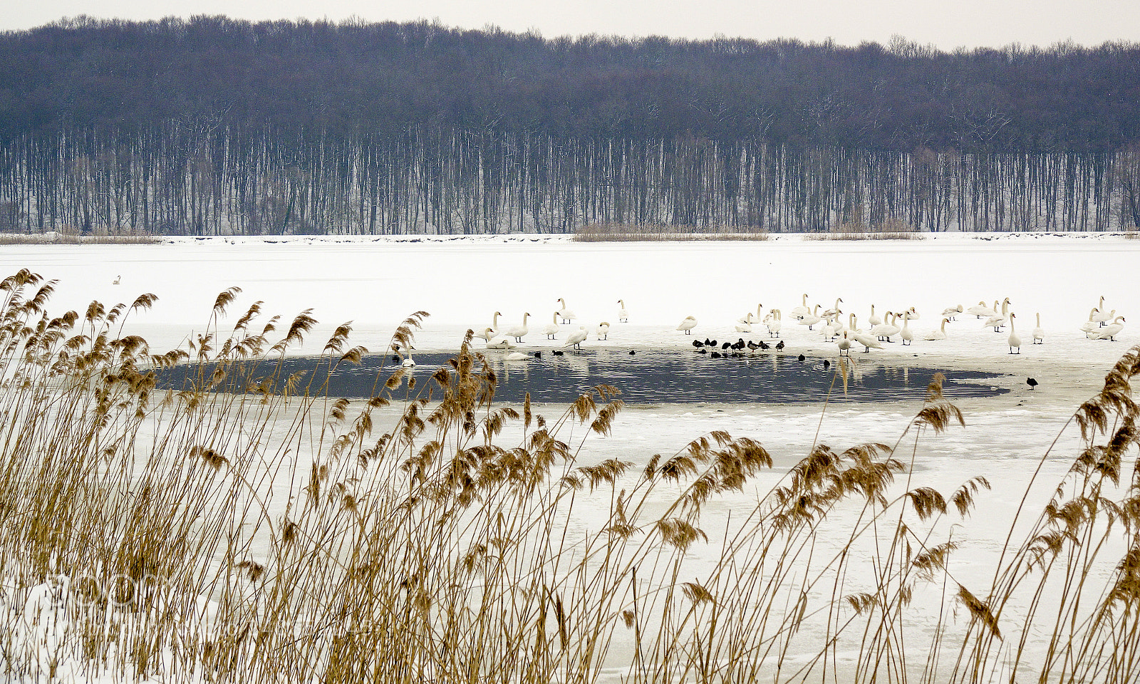 Sony Cyber-shot DSC-RX10 III sample photo. Winter on ponds photography