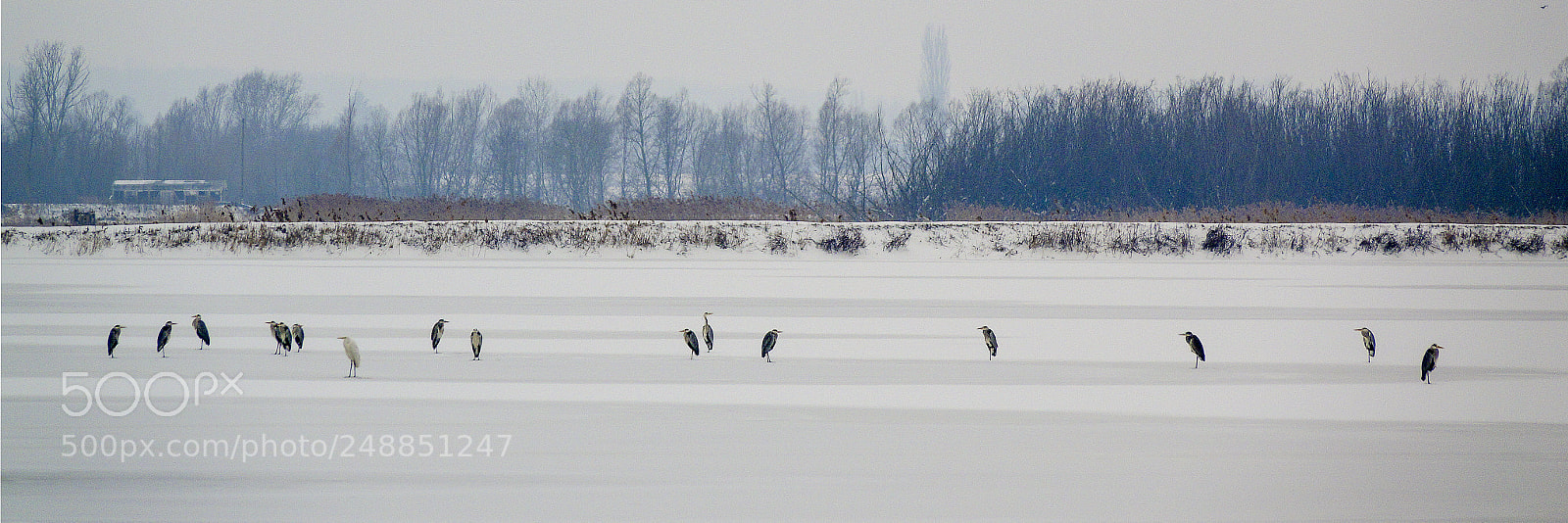 Sony Cyber-shot DSC-RX10 III sample photo. Winter on ponds photography