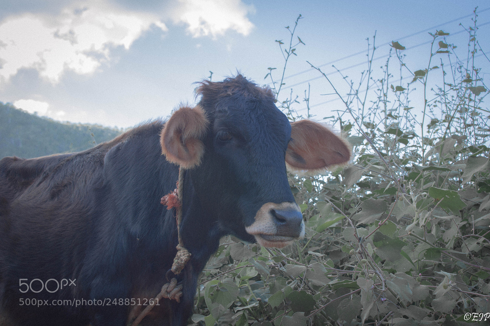 Nikon D3200 sample photo. Cow portrait photography