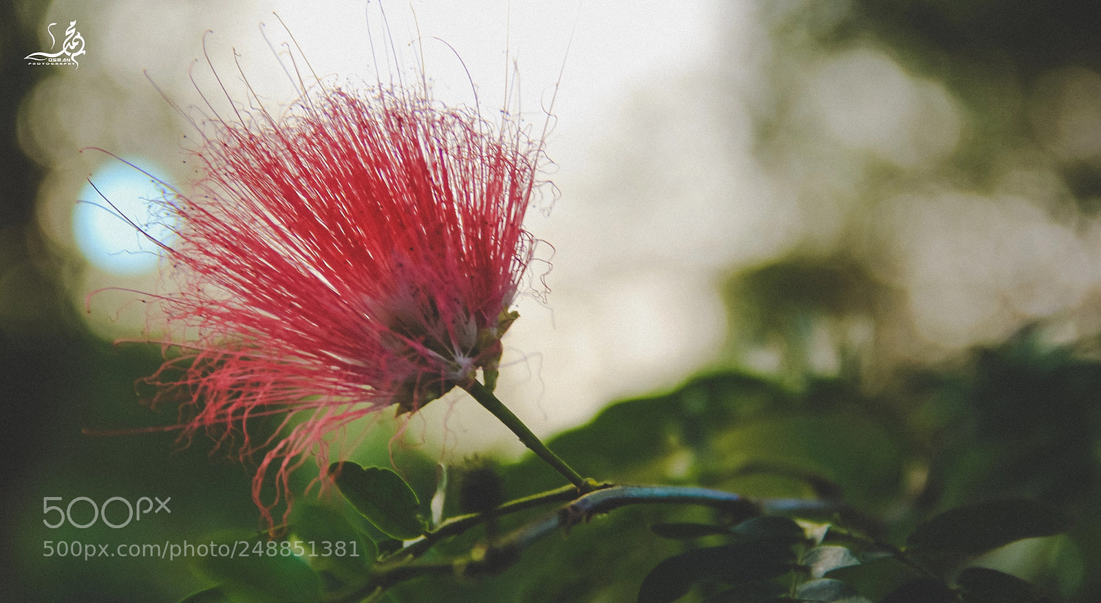 Canon EOS 60D sample photo. Flower photography