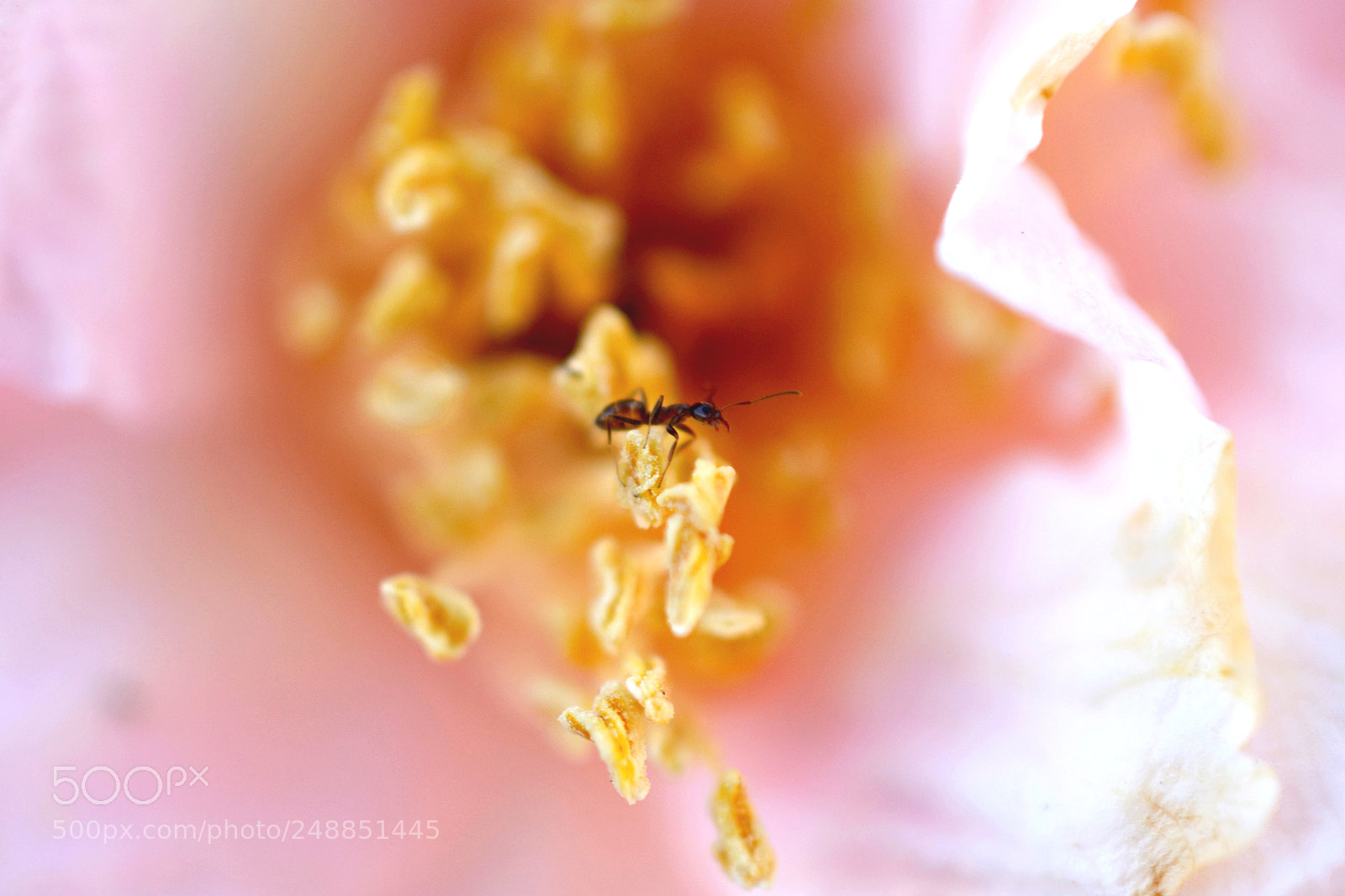 Nikon D7100 sample photo. Ant photography
