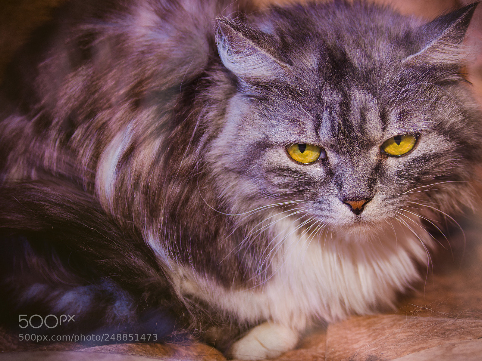 Nikon D7000 sample photo. In search of a photography