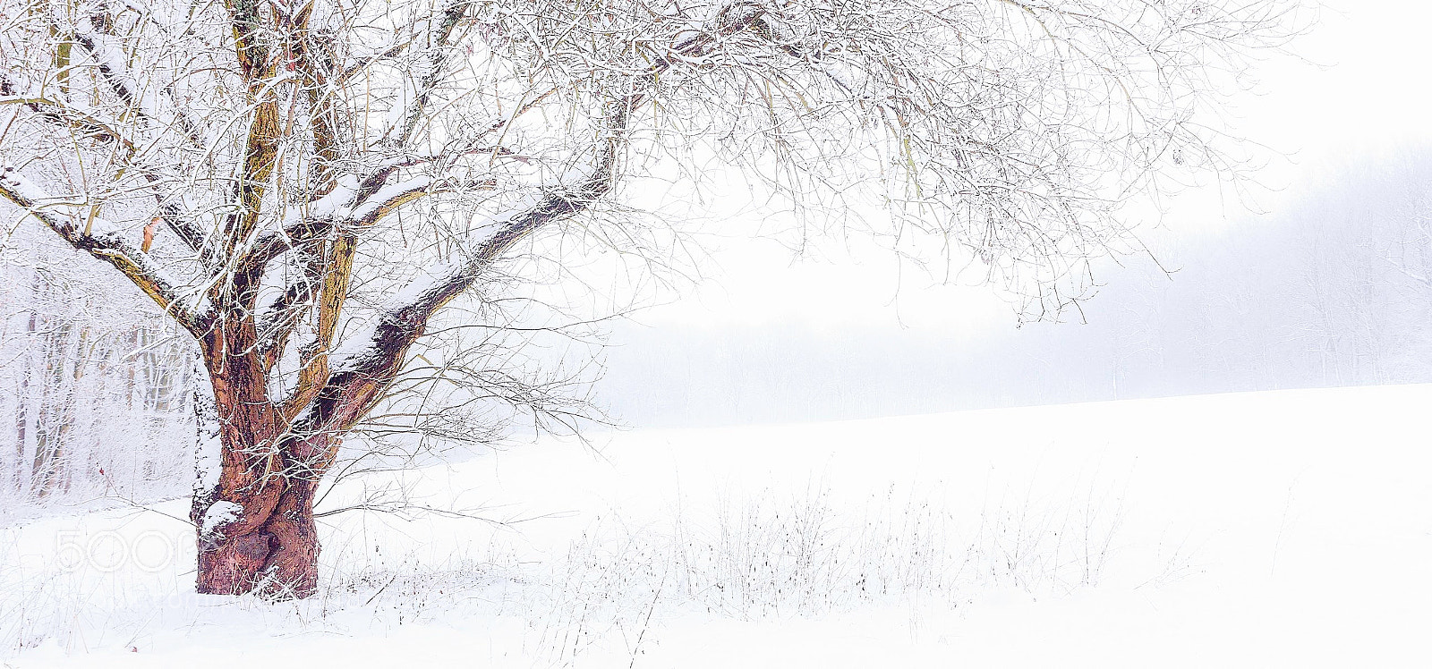 Canon EOS 60D sample photo. Thr frozen tree photography