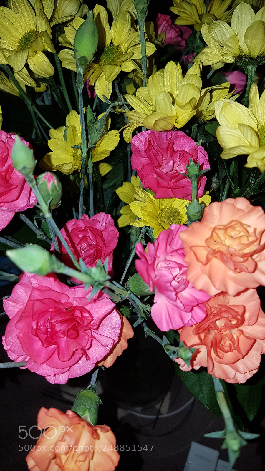Samsung Galaxy S7 sample photo. Flowers photography