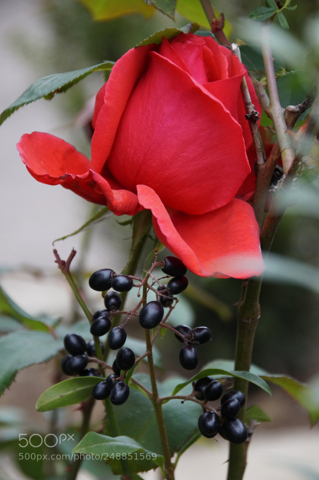 Sony SLT-A58 sample photo. Autumnal rose photography