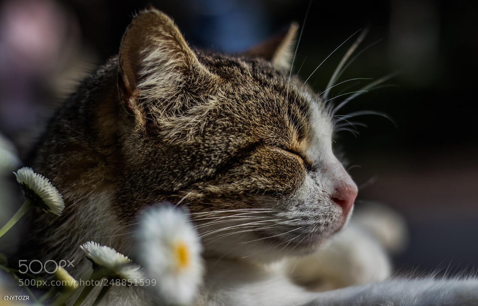 Canon EOS 800D (EOS Rebel T7i / EOS Kiss X9i) sample photo. Cat photography