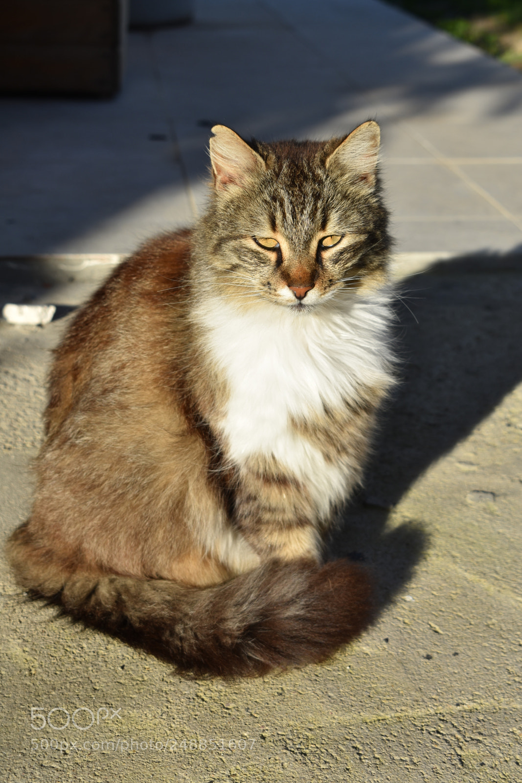 Nikon D3400 sample photo. Cat photography