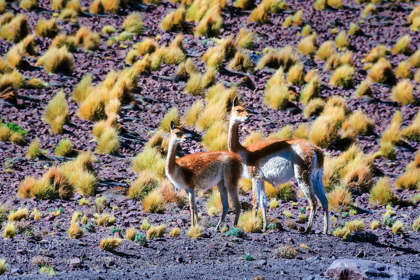 Nikon D5100 sample photo. Vicuña in bolivia photography