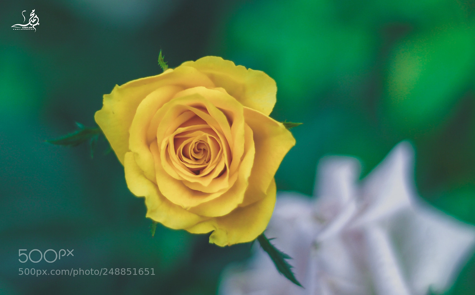 Canon EOS 60D sample photo. Flower photography