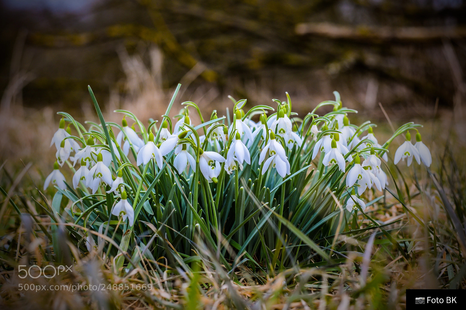 Nikon D3300 sample photo. Schneeglöckchen photography