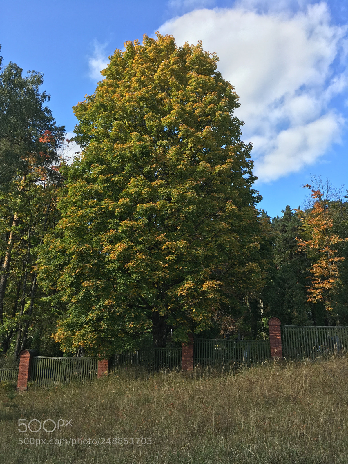 Apple iPhone SE sample photo. Tree photography