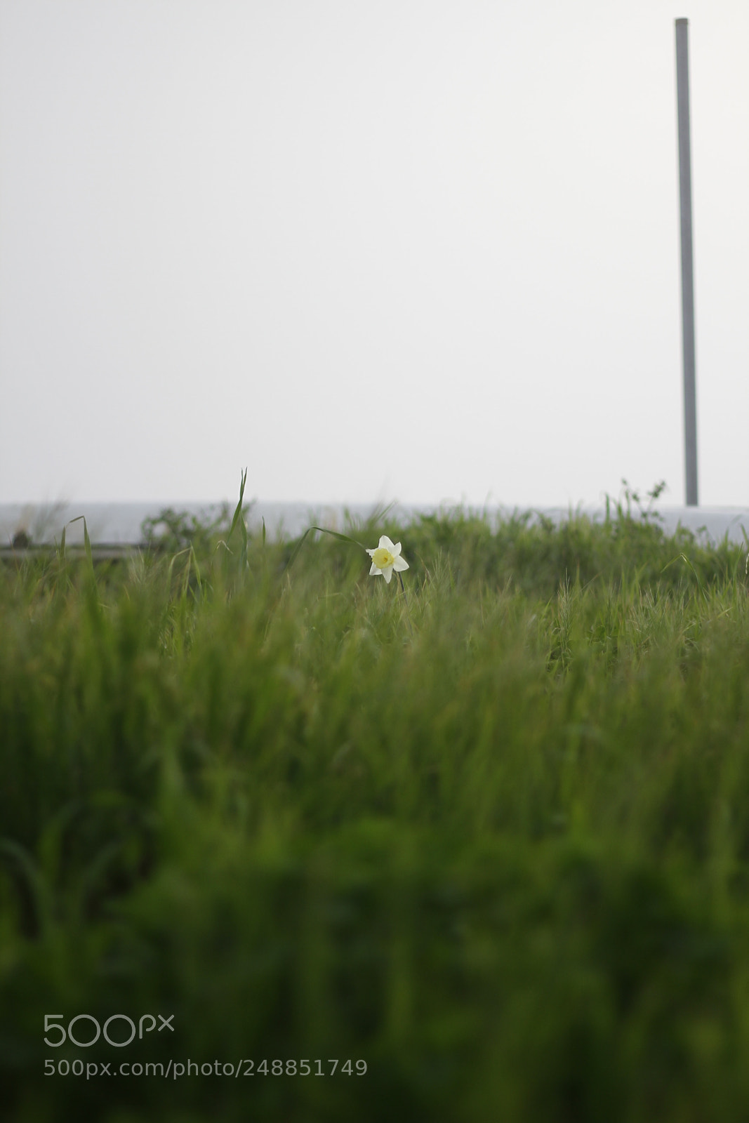 Canon EOS 7D + Canon EF 50mm F1.8 II sample photo. I'm here! photography