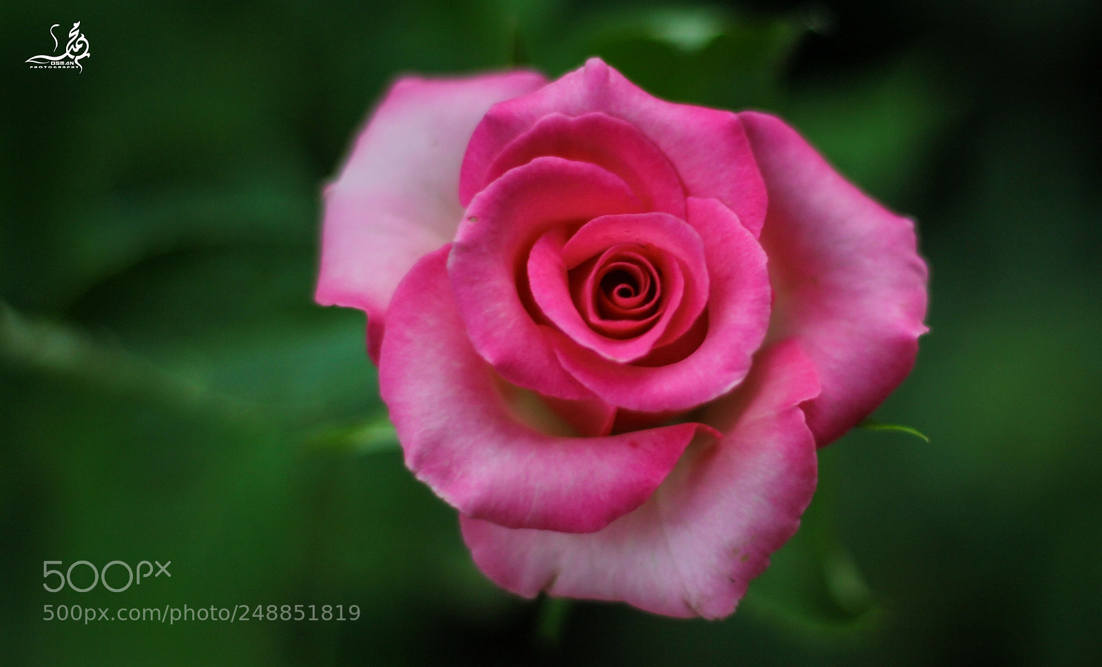 Canon EOS 60D sample photo. Flower photography