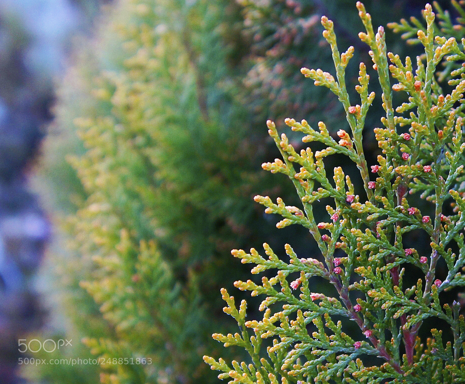 Sony SLT-A58 sample photo. Kopya photography