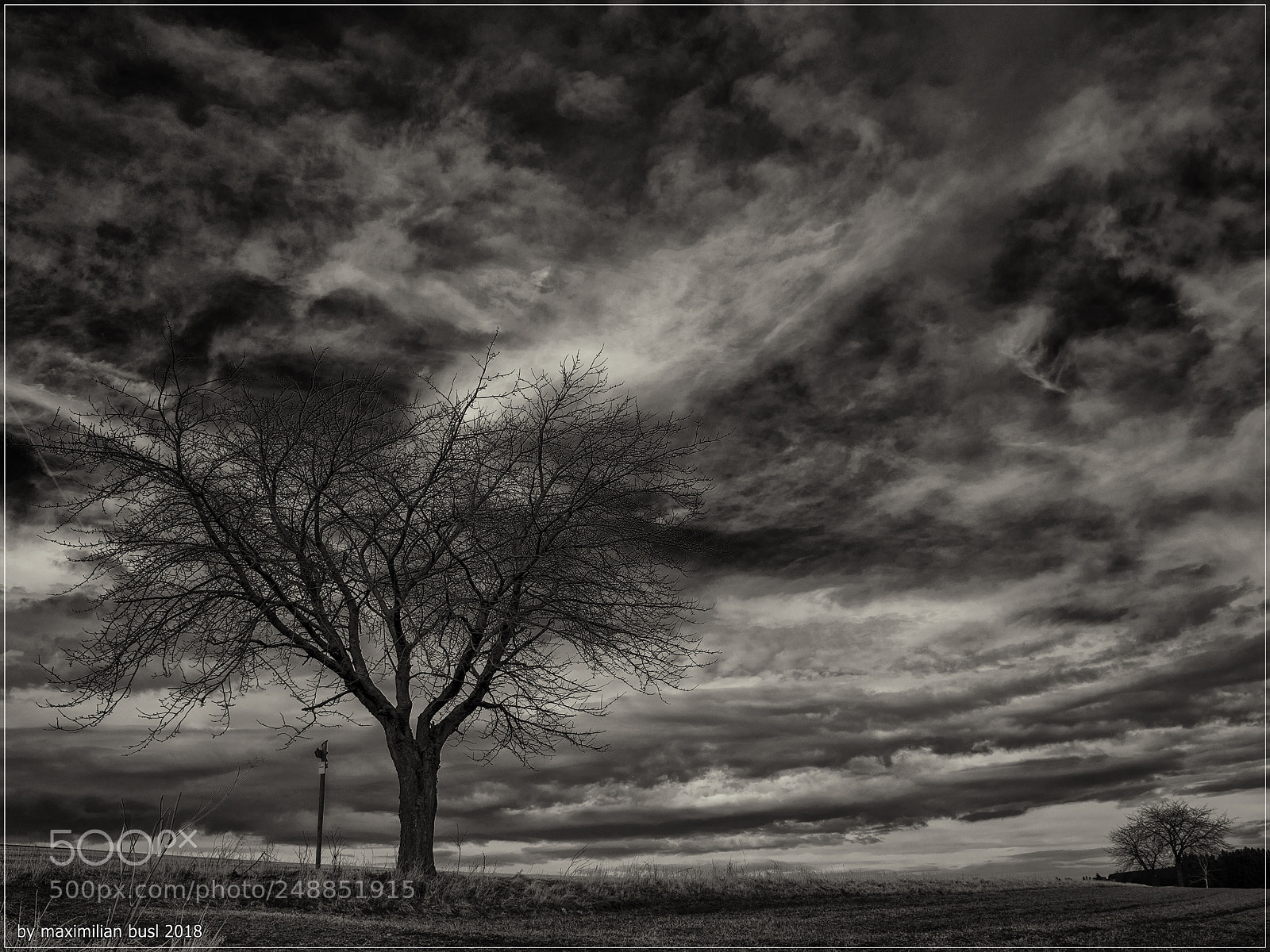 Nikon D850 sample photo. Trilogy of trees (ii) photography