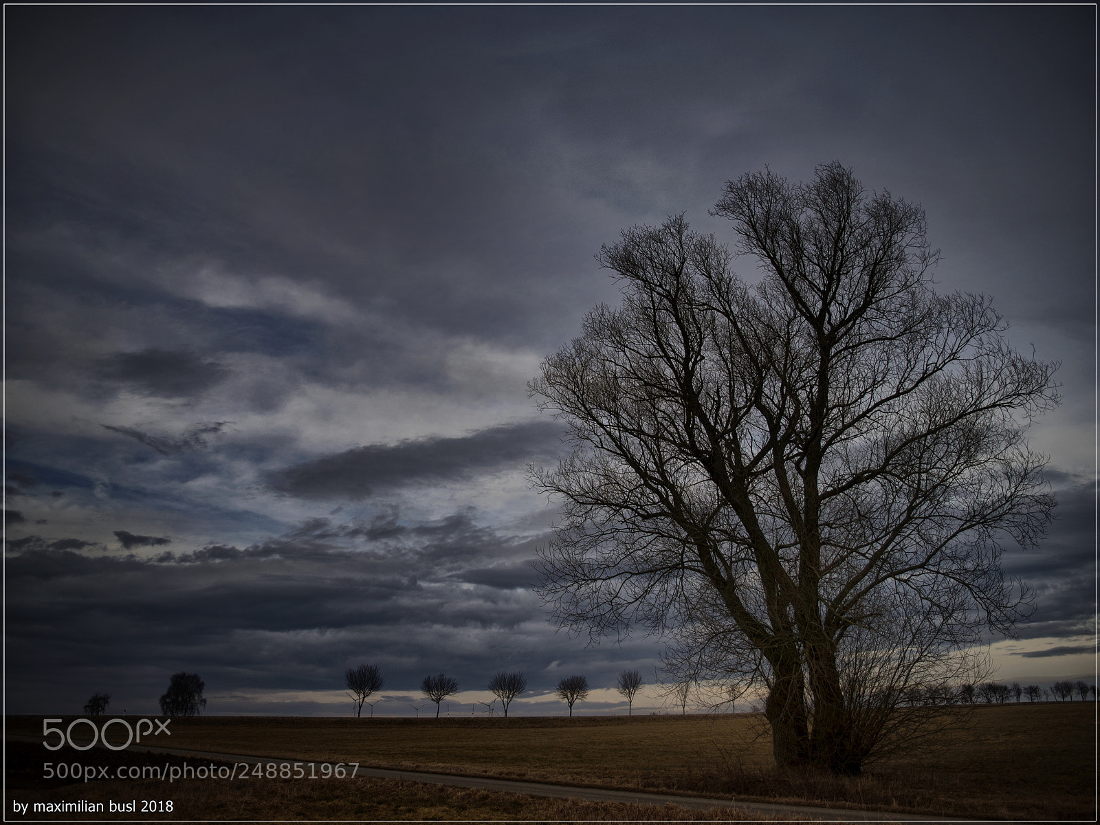 Nikon D850 sample photo. Trilogy of trees (i) photography