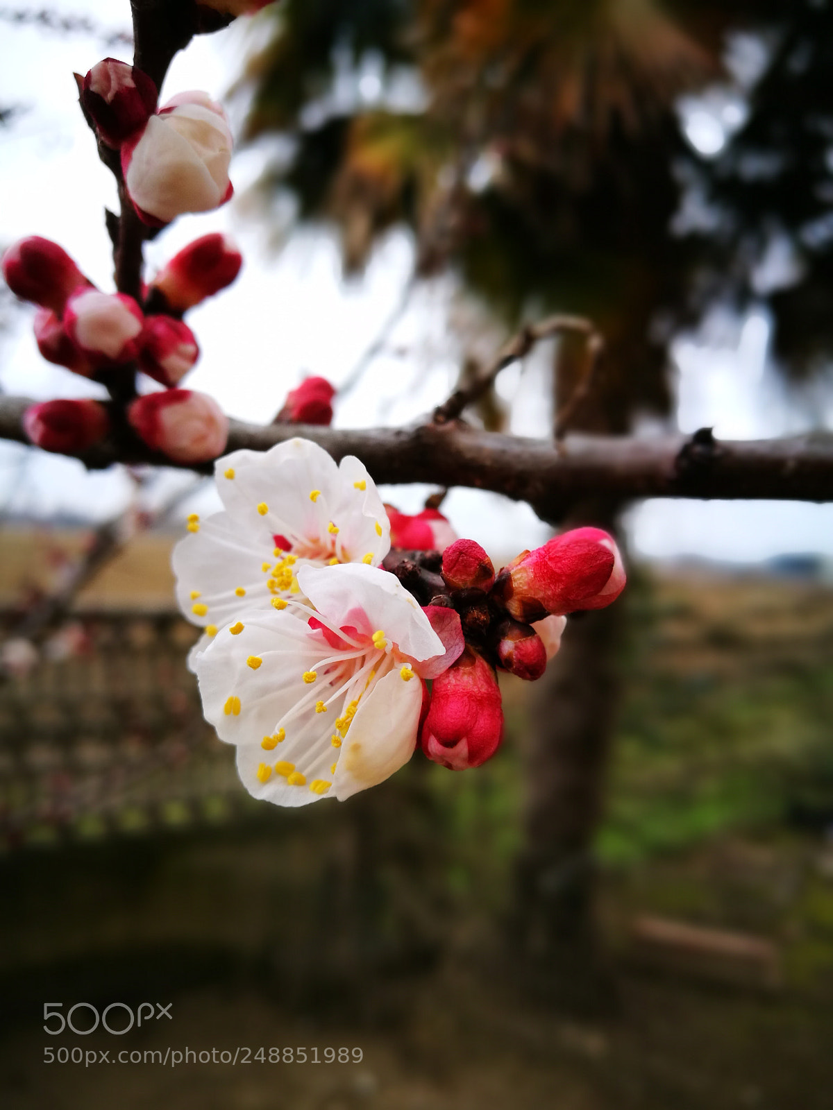 HUAWEI P9 sample photo. Cherry blossom photography