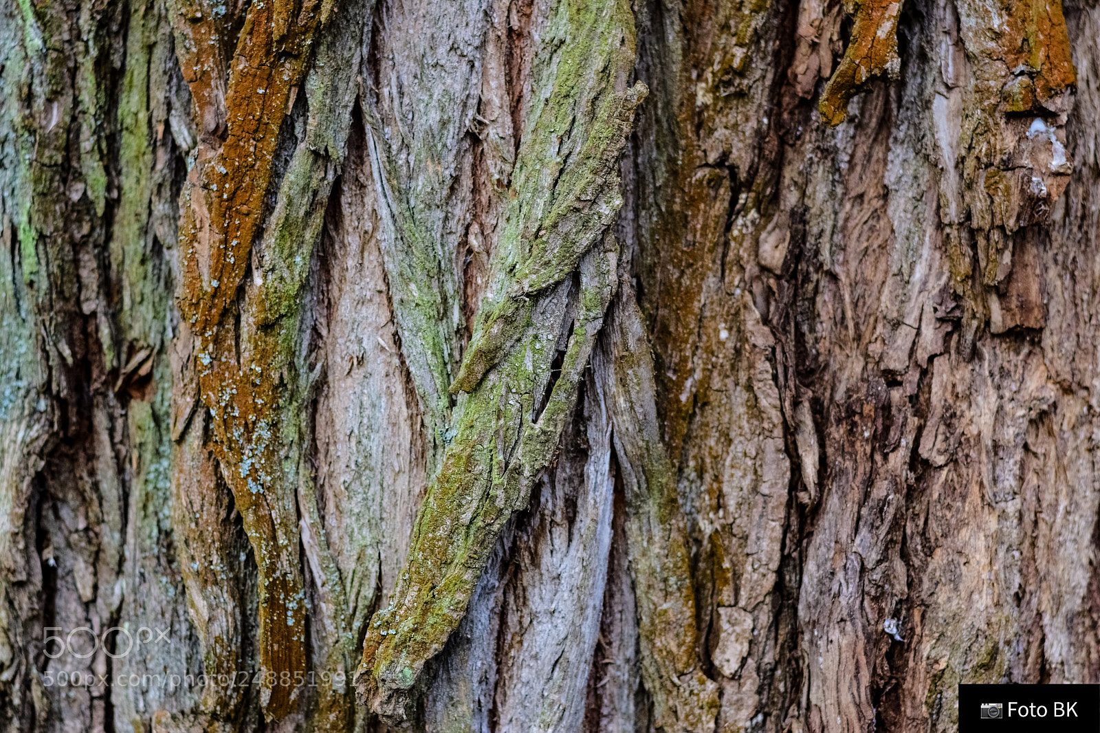Nikon D3300 sample photo. Rinde photography
