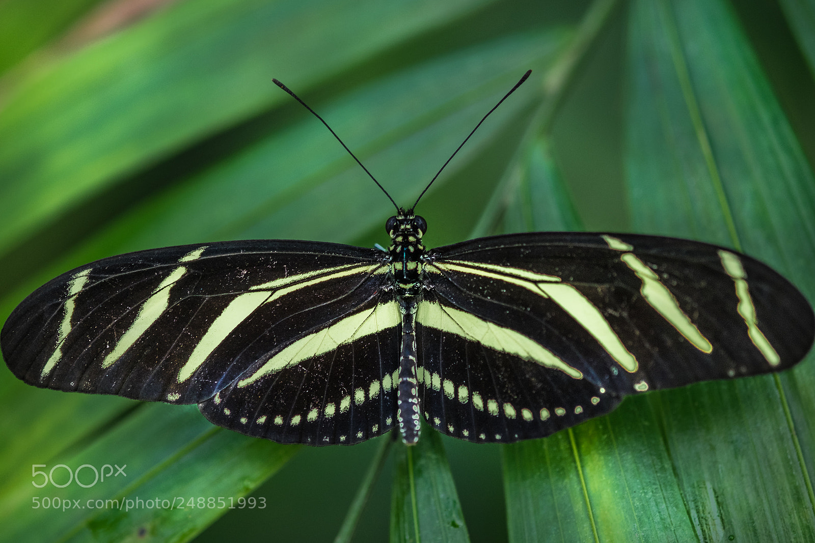 Fujifilm X-T1 sample photo. Zebrafalter (heliconius charithonia) photography