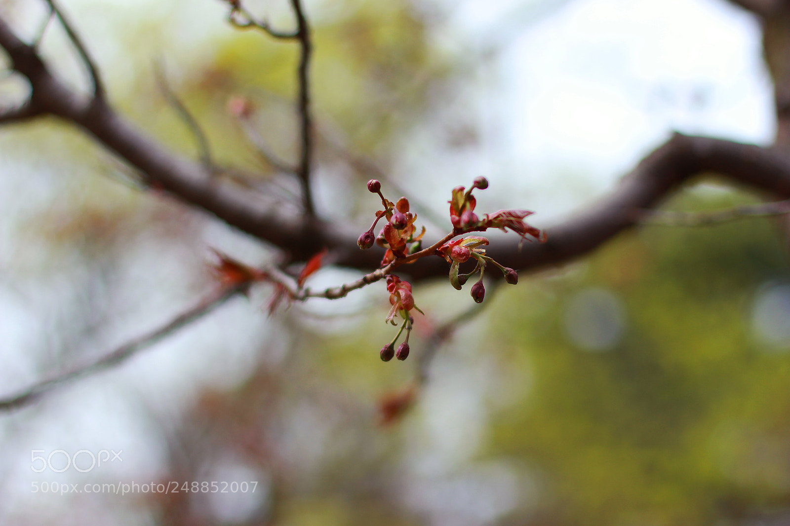 Canon EOS 700D (EOS Rebel T5i / EOS Kiss X7i) sample photo. Cherry blossoms in making photography