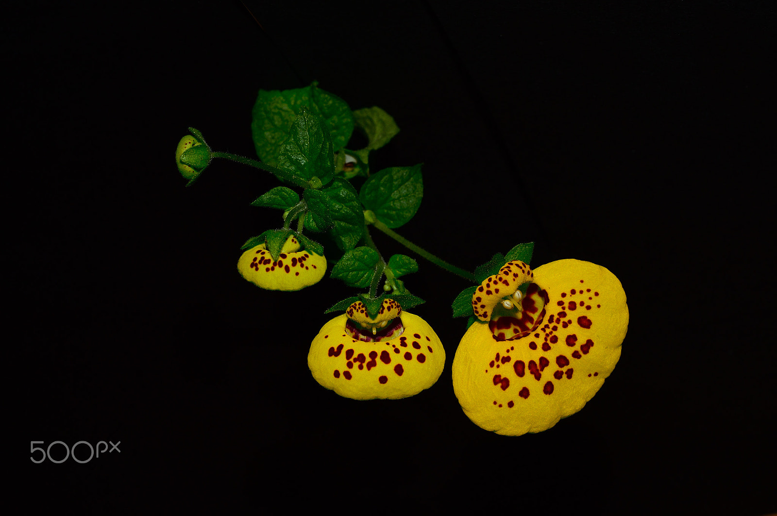 Nikon AF-S DX Micro Nikkor 40mm F2.8 sample photo. * calceolaria * photography