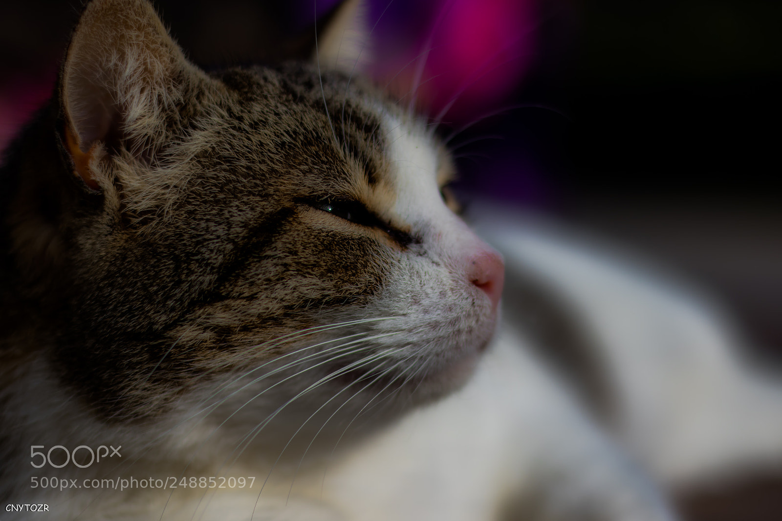Canon EOS 800D (EOS Rebel T7i / EOS Kiss X9i) sample photo. Cat photography