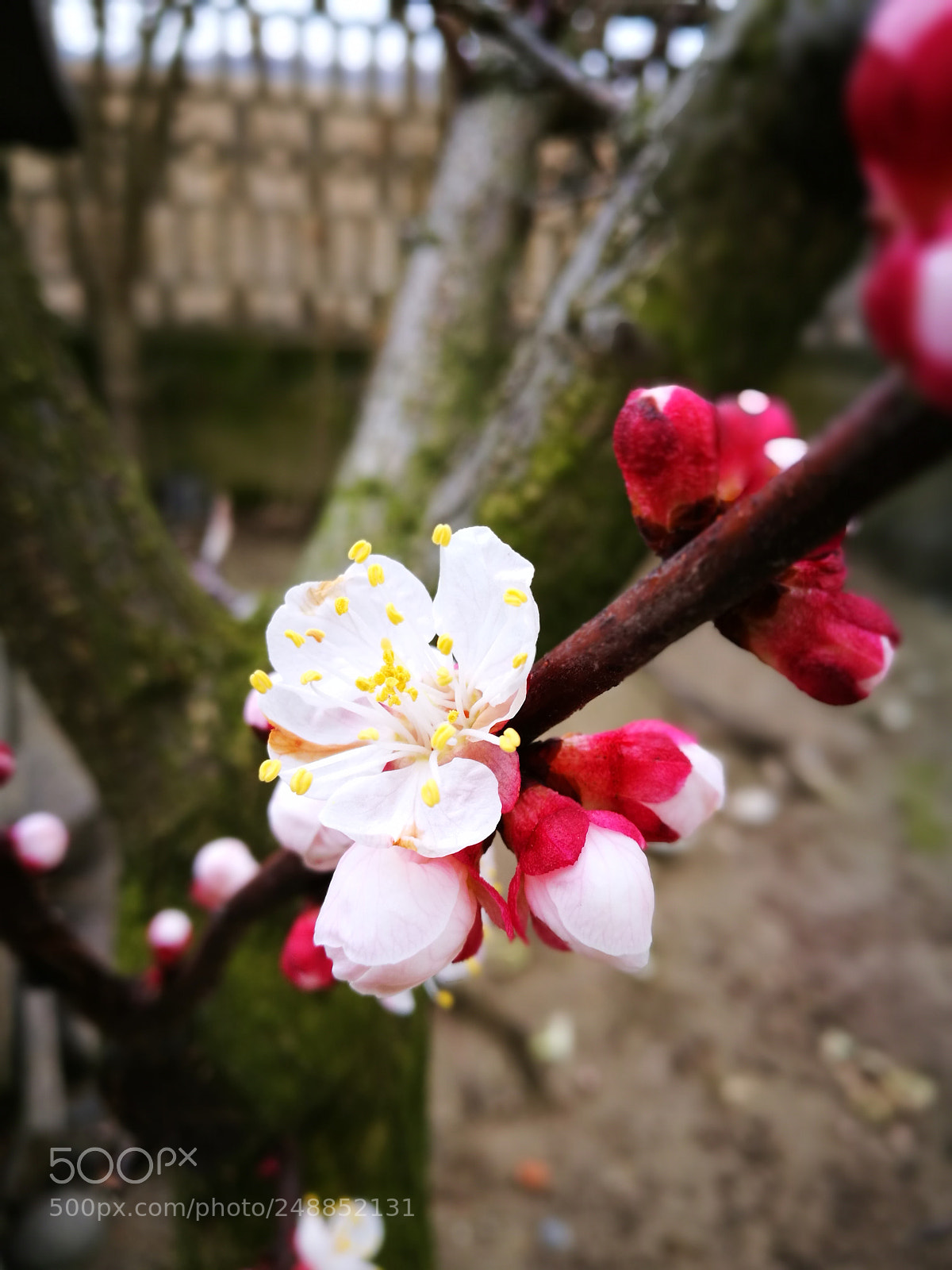 HUAWEI P9 sample photo. Cherry tree photography