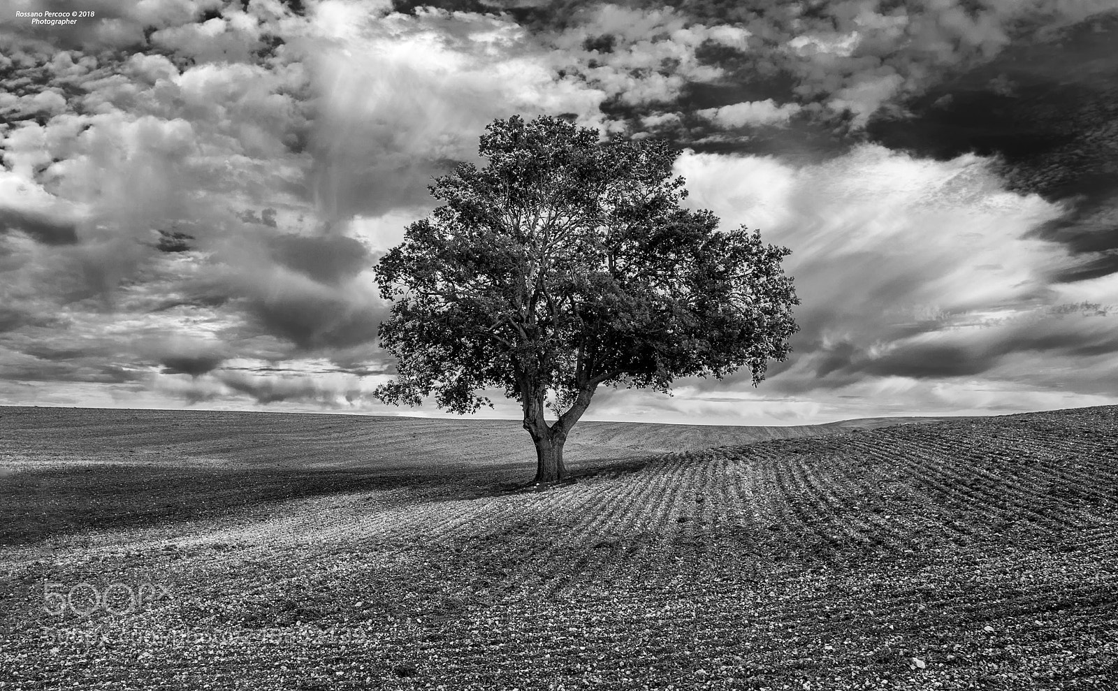 Nikon D700 sample photo. La quercia solitaria photographer photography