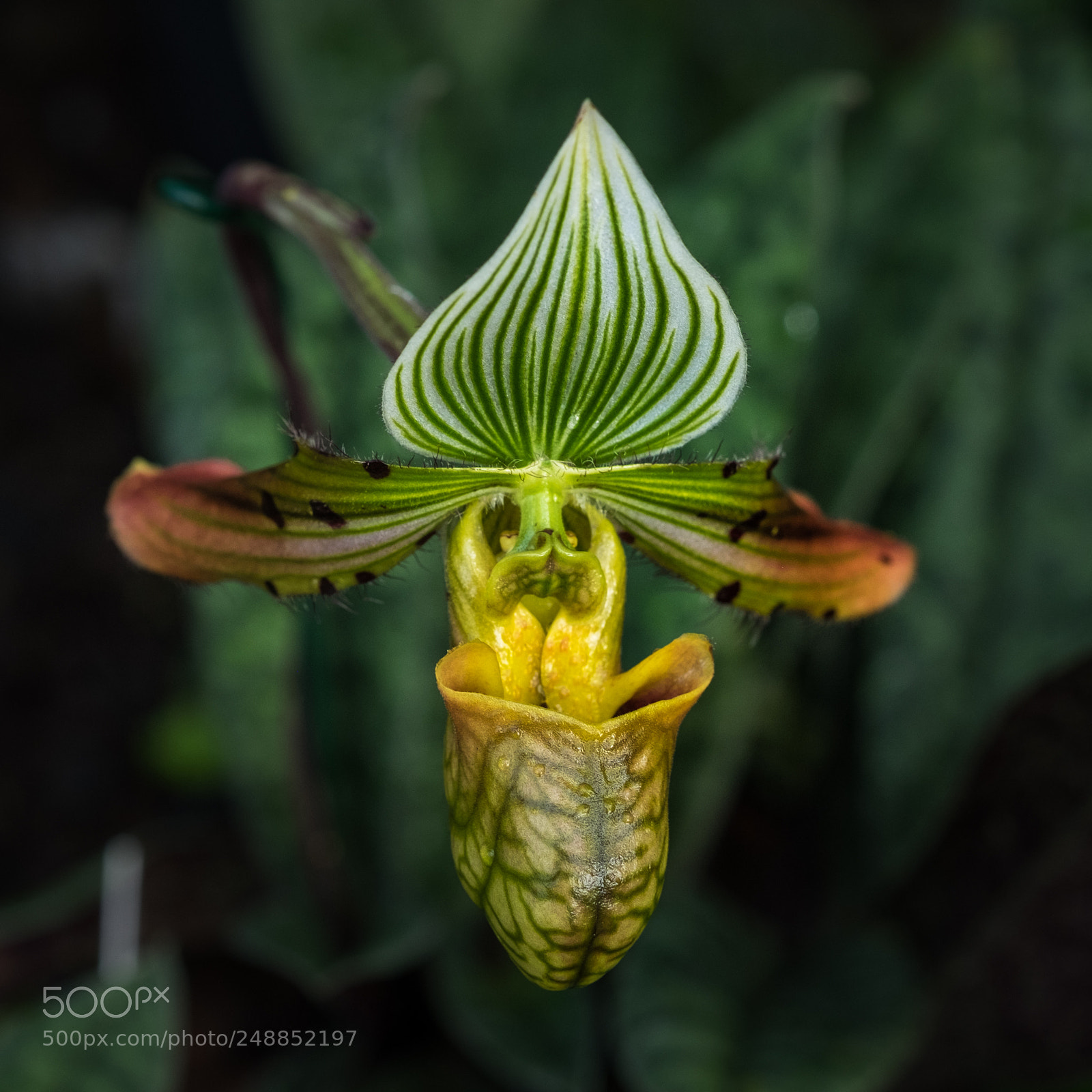 Fujifilm X-T1 sample photo. Orchidee photography