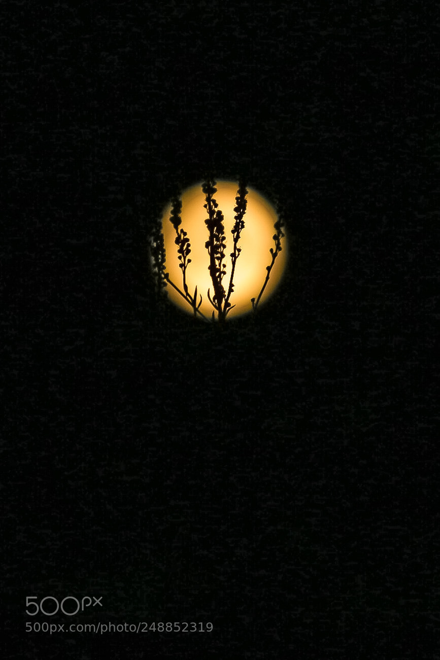 Canon EOS 700D (EOS Rebel T5i / EOS Kiss X7i) sample photo. Midnight in the garden photography