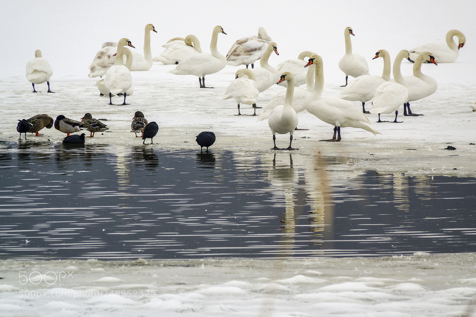 Sony Cyber-shot DSC-RX10 III sample photo. Winter on ponds photography