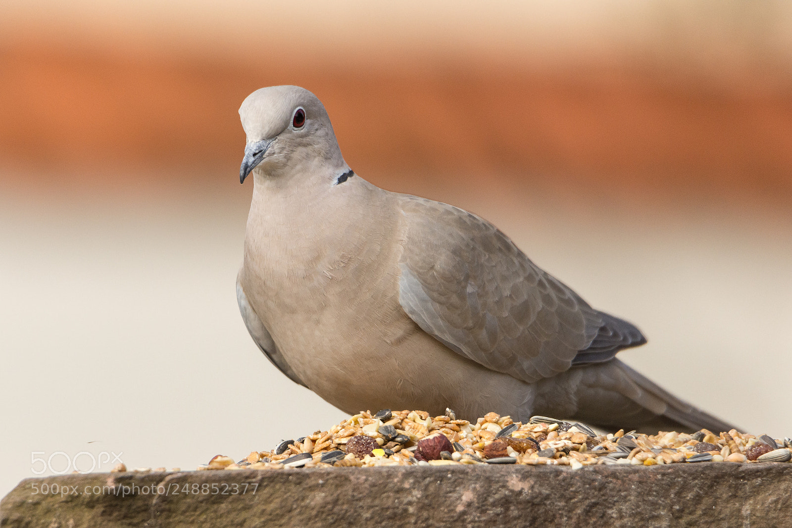 Nikon D7200 sample photo. Collared dove photography