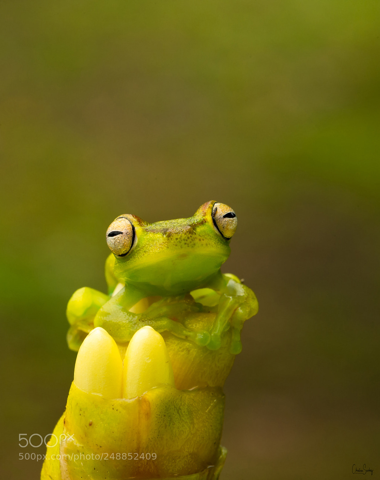 Nikon D4 sample photo. Red - webbed treefrog photography
