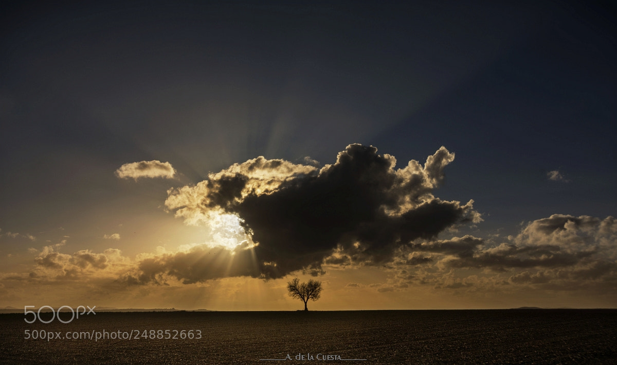 Nikon D7100 sample photo. Tree and clouds, at photography