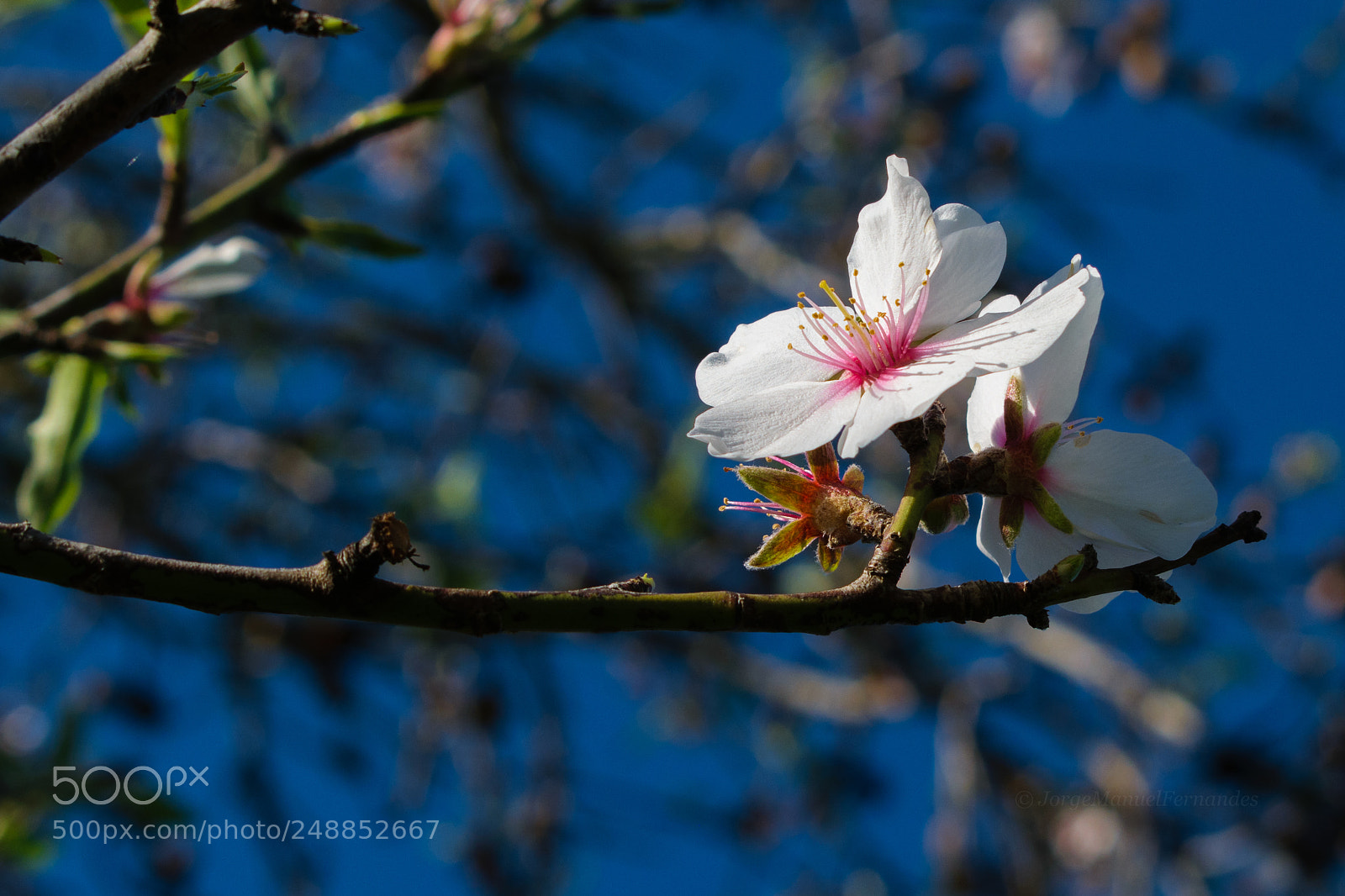 Nikon D3300 sample photo. Alive photography