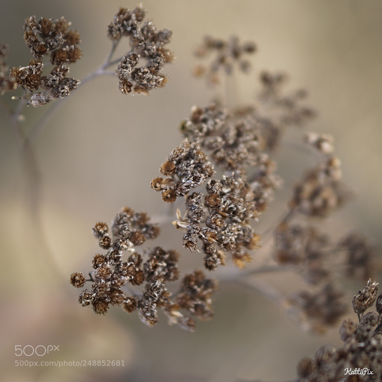 Sony a6000 sample photo. Blume photography
