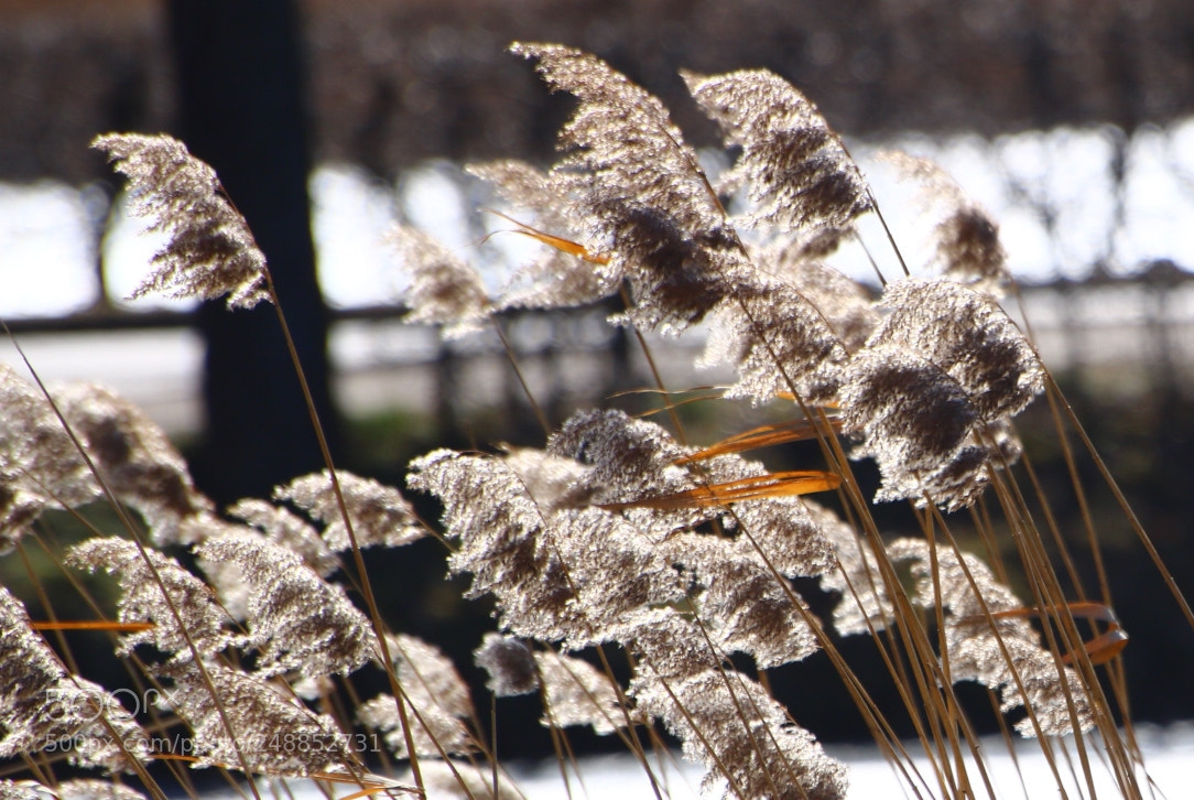 Canon EOS 750D (EOS Rebel T6i / EOS Kiss X8i) sample photo. Untitled photography